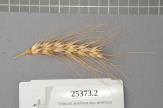 Click for 1 image(s) for this accession. Spike